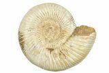 Polished Jurassic Ammonite (Perisphinctes) - Madagascar #248749-1